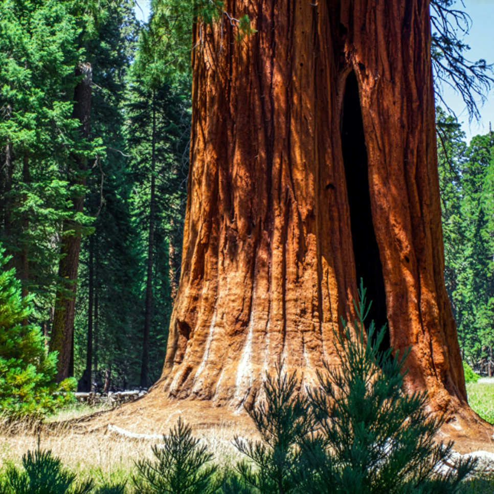 Giant sequoia in Wawona